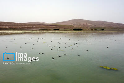 نقشه راه احیای تالاب ارژن تکمیل شد/ آغاز اقدام‌های میدانی برای نجات تالاب فارس