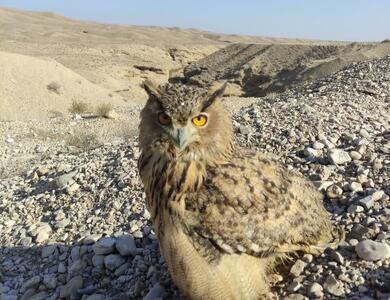 امضای تفاهم‌نامه برای جلوگیری از آلودگی خاک/ رهاسازی یک بهله شاه‌بوف در طبیعت دامغان