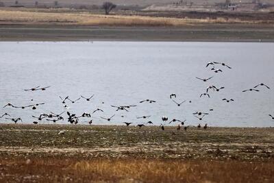 دریاچه سد جیپ؛ زیستگاه جذاب پرندگان/عکس