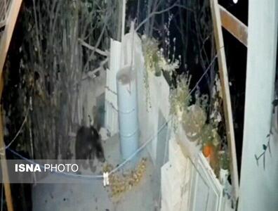 حضور غیرمنتظره خرس در منزل مسکونی