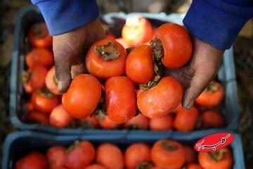 ماجرای ترسناک «خرمالو» در اتاق‌های عمل مشهد - کلبه سرگرمی