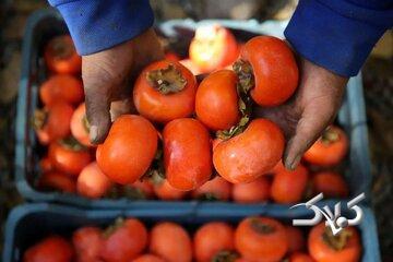 ماجرای ترسناک «خرمالو» در اتاق‌های عمل مشهد - مجله اینترنتی کولاک