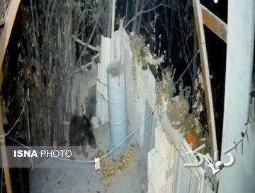 حضور غیرمنتظره خرس در منزل مسکونی - مجله اینترنتی کولاک