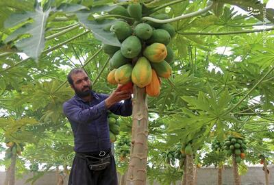 عکس/ مزرعه  پاپایا  در خراسان شمالی