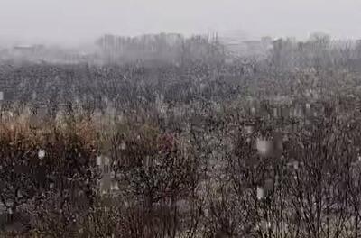 فیلم/ آغاز بارش برف در اشنویه