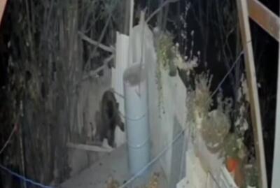 فیلم/ ورود خرس به منزلی مسکونی در خطیرکوه سمنان