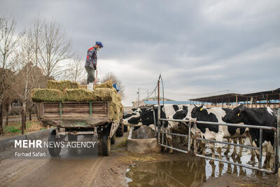 چالش جدی نهاده‌های دامی در قم ؛ هشدار افزایش کشتار یا فروش دام مولد