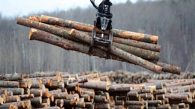 اعلام آمادگی PFU اروگوئه برای صادرات چوب و سرمایه‌گذاری مشترک با شرکت‌های ایرانی