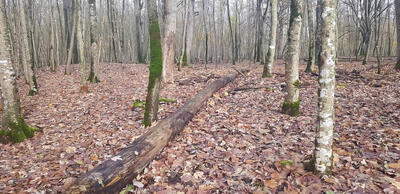 چه کسی گفته جنگل را باید پاکسازی کرد؟