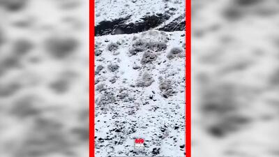  فیلم سفید پوش شدن جاده چالوس با بارش برف