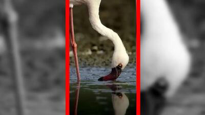  فیلم مناظر دیدنی از فلامینگوها