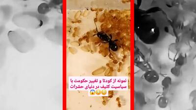  فیلم کودتای مخملی در دنیای مورچه ها
