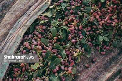 افزایش ۱۰ درصدی برداشت پسته در گناباد خراسان رضوی نسبت به سال ۱۴۰۳