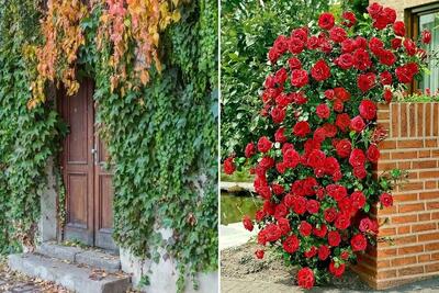 گیاهان چسبنده و رونده جهت ایجاد دیوار سبز در حیاط؛ همیشه سبز و مختص آب و هوای ایران