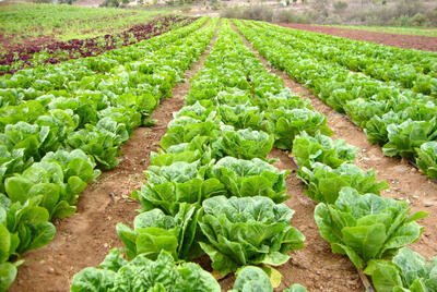  پیش بینی ارزش ۵.۳۶میلیارد دلاری بازار جهانی کاهو | کاهش ۷۹درصدی ارزش صادراتی کاهوی ایران