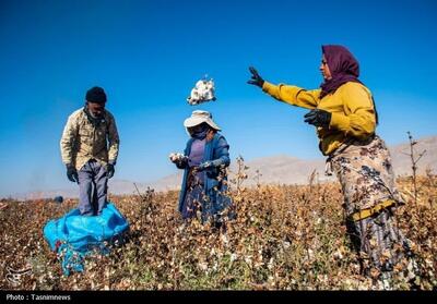 رشد سطح زیرکشت و تولید پنبه در خراسان شمالی؛ مانه رکورددار کشت و برداشت است - تسنیم