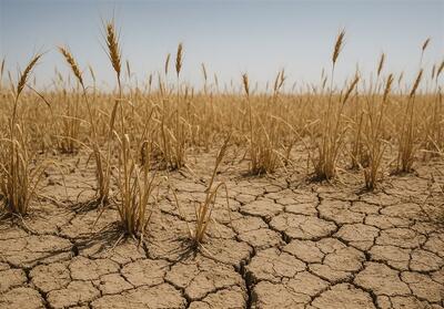 فکر نان سال آینده باشید/در شرایط خشکسالی خبری از اجرای طرح کشت فراسرزمینی نیست - تسنیم