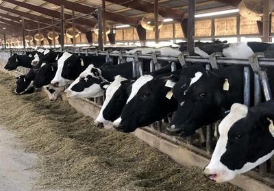 چراشهرک دامی سفیدشت با بحران تامین آب روبرواست؟ - تسنیم