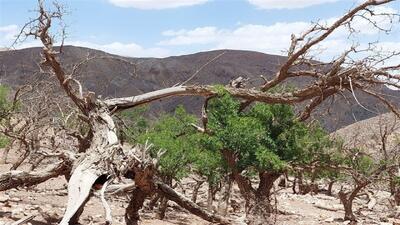  رنجش اهالی روستای کوشک علیا از خشکسالی درختان ۱۰۰ ساله