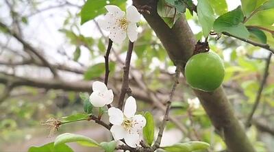  به بار نشستن درخت آلوچه در صومعه‌سرا