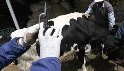 رئیس دامپزشکی: تب‌ برفکی در ایران کنترل شد