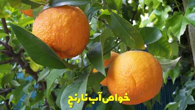  خواص آب نارنج برای سرماخوردگی، فشار خون، کبد و قلب | آب نارنج را کی بخوریم؟