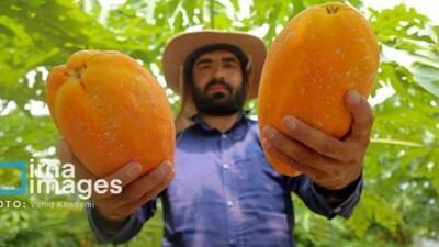  مزرعه «پاپایا»