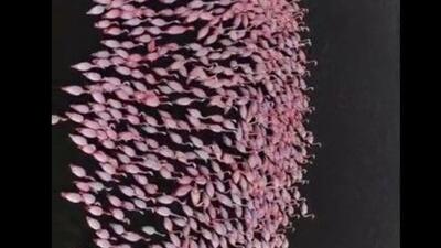  فلامینگوهای مهاجر در تالاب میانکاله