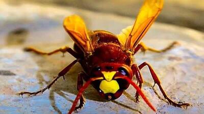 شگفتی در دنیای حشرات: زنبورها هم «امید» دارند و آن را به هم‌کلاهی‌هایشان منتقل می‌کنند!