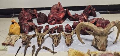  شناسایی شکارچیان متخلف در طبس