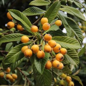 راهنمای کامل نگهداری و پرورش درخت ازگیل