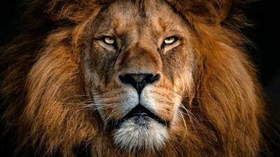  ۶۰۰۰ سال پیش، شیر سر این مرد را گاز گرفت؛ اما زنده ماند!