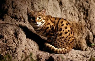 جایگاه برخی موضوعات در تمدن باستان