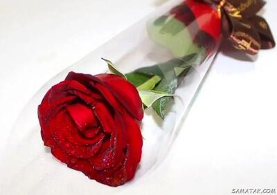 گل هم هدیه لاکچری شد | قیمت گل روز مادر؛ از یک شاخه رز ساده تا باکس میلیونی!