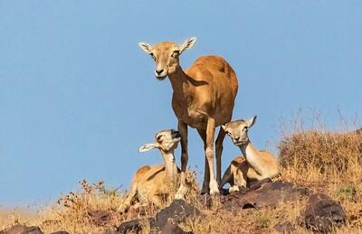  خراسان رضوی استان پیشرو در سامانه پنجره واحد زمین شد