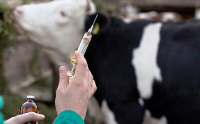 سرعت سرایت تا ۲۵ برابر کرونا/ دام‌های شیری پربازده هدف ویروس «تب برفکی» است