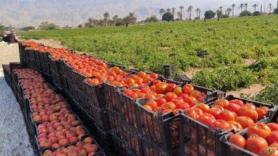  ورود گوجه‌فرنگی نوبر بوشهر به بازار قیمت‌ها را نصف کرد