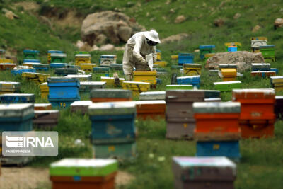 پایان سرشماری ۸۶ هزار زنبورستان/ تولید بیش از ۱۲۷ هزار تن عسل در سال‌جاری