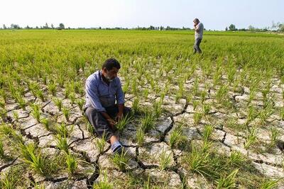  معاون وزیر کشاورزی: الگوی کشت باید براساس منابع آب و خاک طراحی شود
