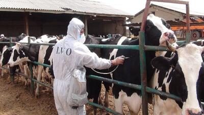 تب برفکی: سرایت ۲۵ برابر کرونا؛ دام های شیری در تیررس