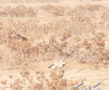 برای نخستین بار؛ ثبت و مشاهده چکاوک هدهدی در این استان/ عکس - مجله اینترنتی کولاک