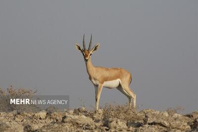 اینجا شاهرود است؛ همزیستی مسالمت‌آمیز