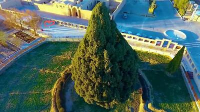  درختان دیرزیست ایران در رویای جهانی شدن؛ سرو ابرکوه الگوی نجات درختان