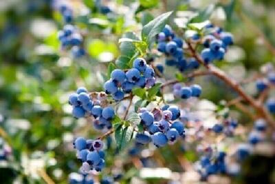 ارزش اقتصادی بلوبری در کشور به ۹۶ دلار در هر کیلو گرم می‌رسد