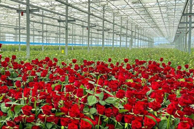 گل رز را به قیمت پارسال بخرید