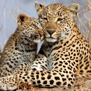  از مادرانه حیات وحش تا شکار ایمپالا توسط شیر + فیلم