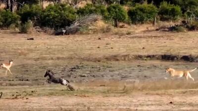  فیلم تعقیب و گریز دیدنی بین بچه گورخر و شیر