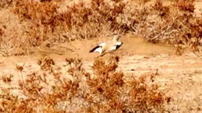 ثبت نخستین مشاهده چکاوک هدهدی در قزوین