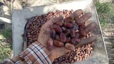 گرانی ۶۰ درصدی خرما در پی کاهش تولید و فروش عمده کشاورزان