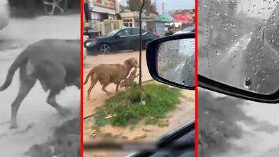  فیلم نجات توله سگ توسط مادرش در سیلاب کردستان عراق